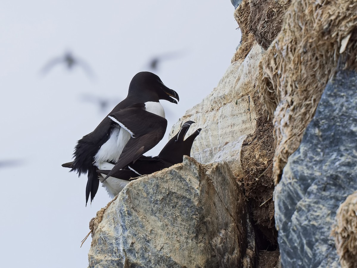 Razorbill - ML620597427