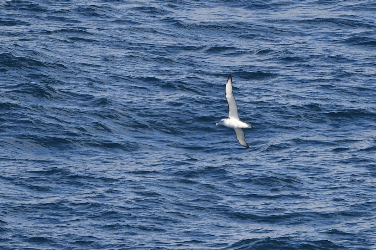 Albatros à cape blanche - ML620597434