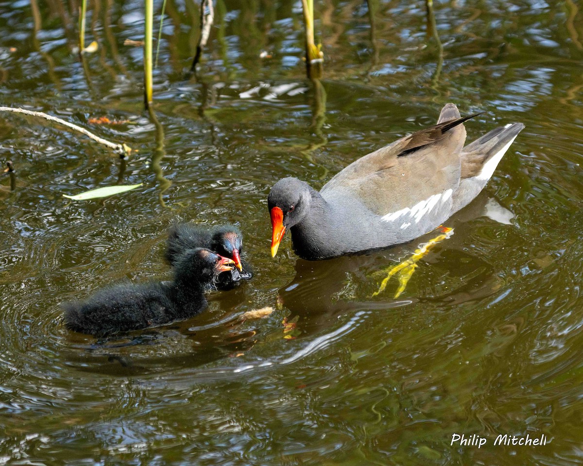 Eurasian Moorhen - ML620597435