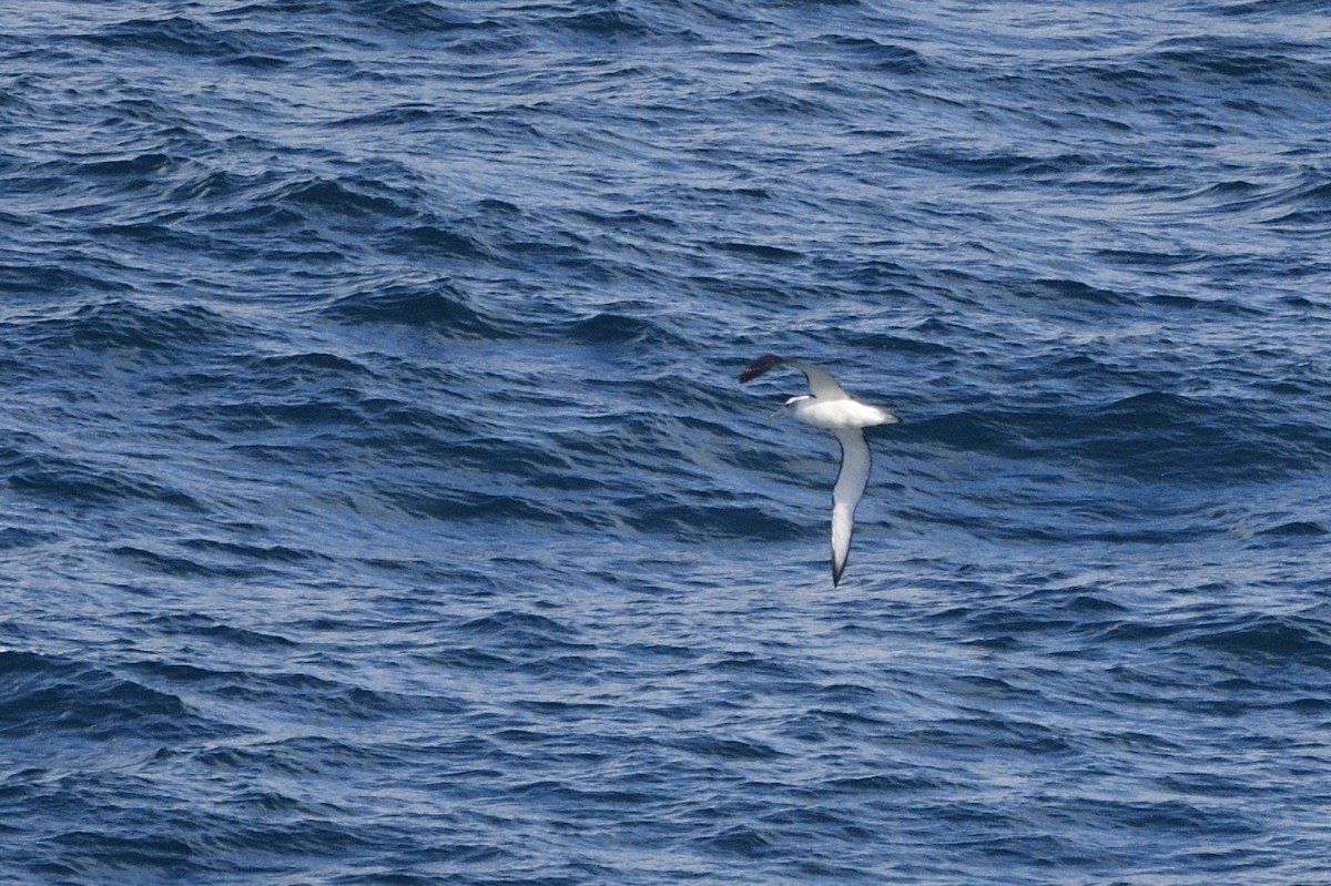 Albatros à cape blanche - ML620597436