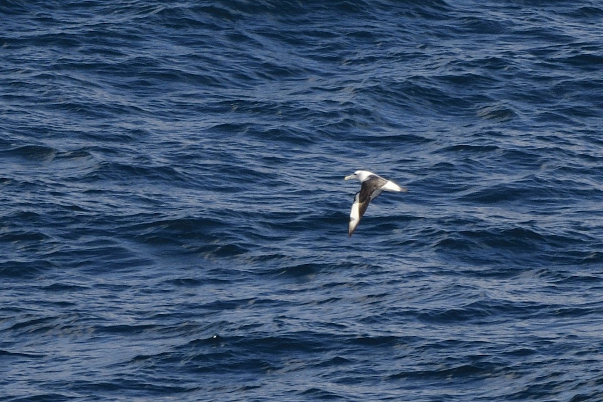 Albatros à cape blanche - ML620597440