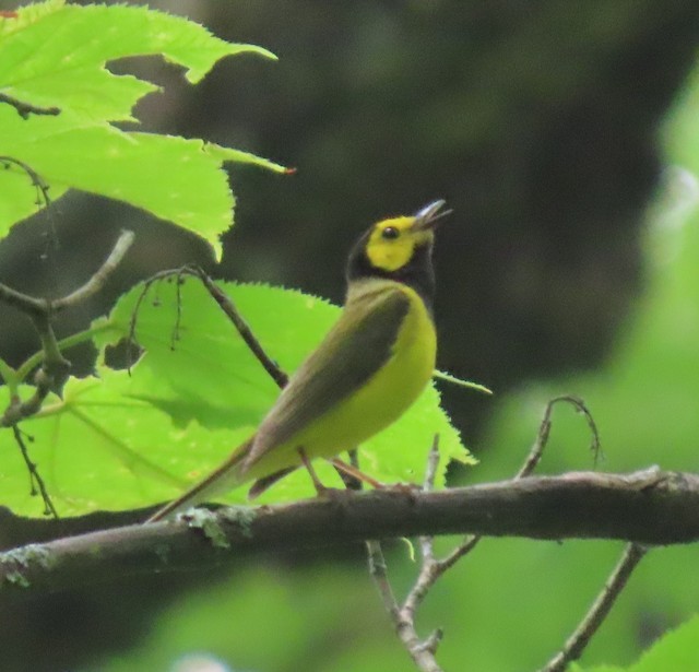 Hooded Warbler - ML620597442