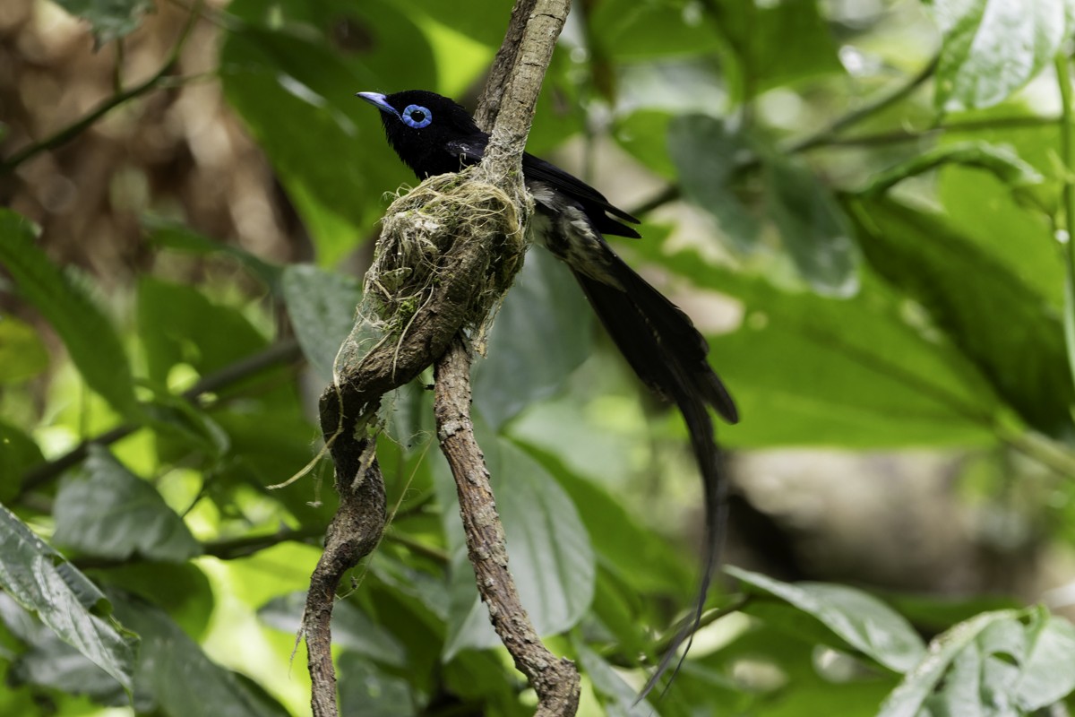 Black Paradise-Flycatcher - ML620597445