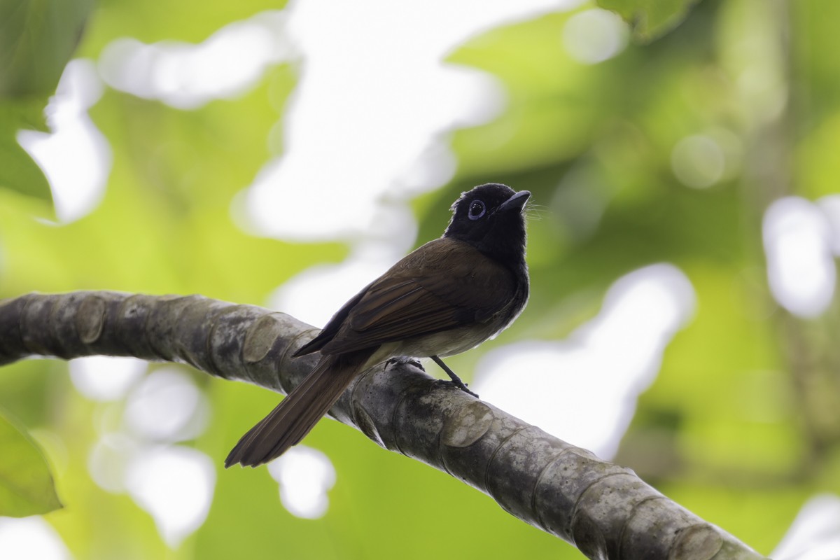 Black Paradise-Flycatcher - ML620597447