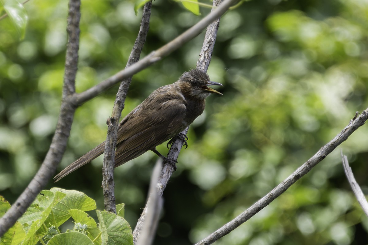 Bulbul à oreillons bruns - ML620597450