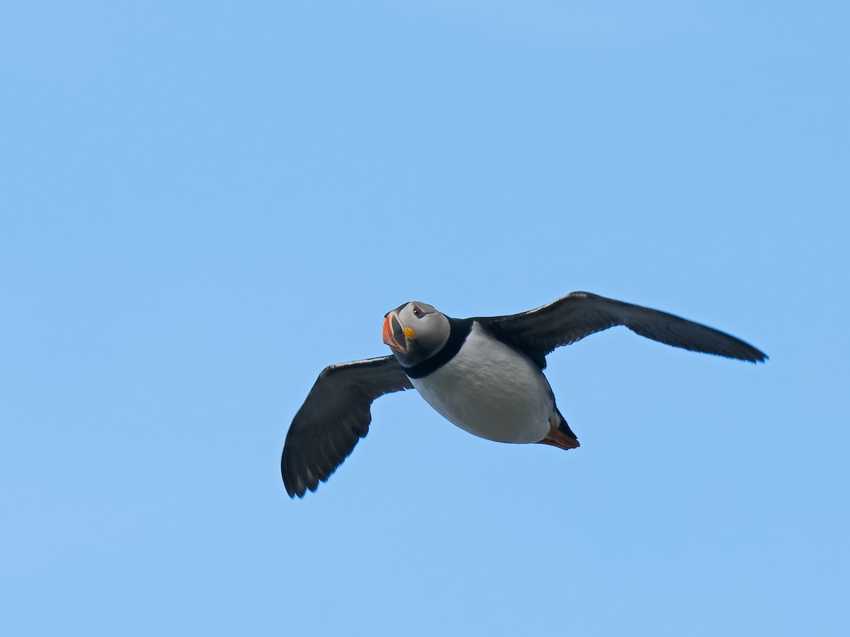 Atlantic Puffin - ML620597451