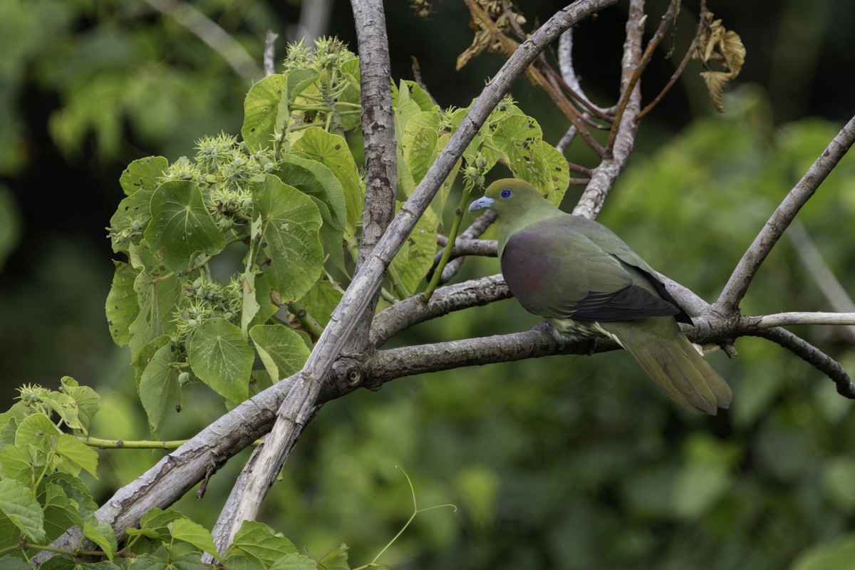 Whistling Green-Pigeon - ML620597452