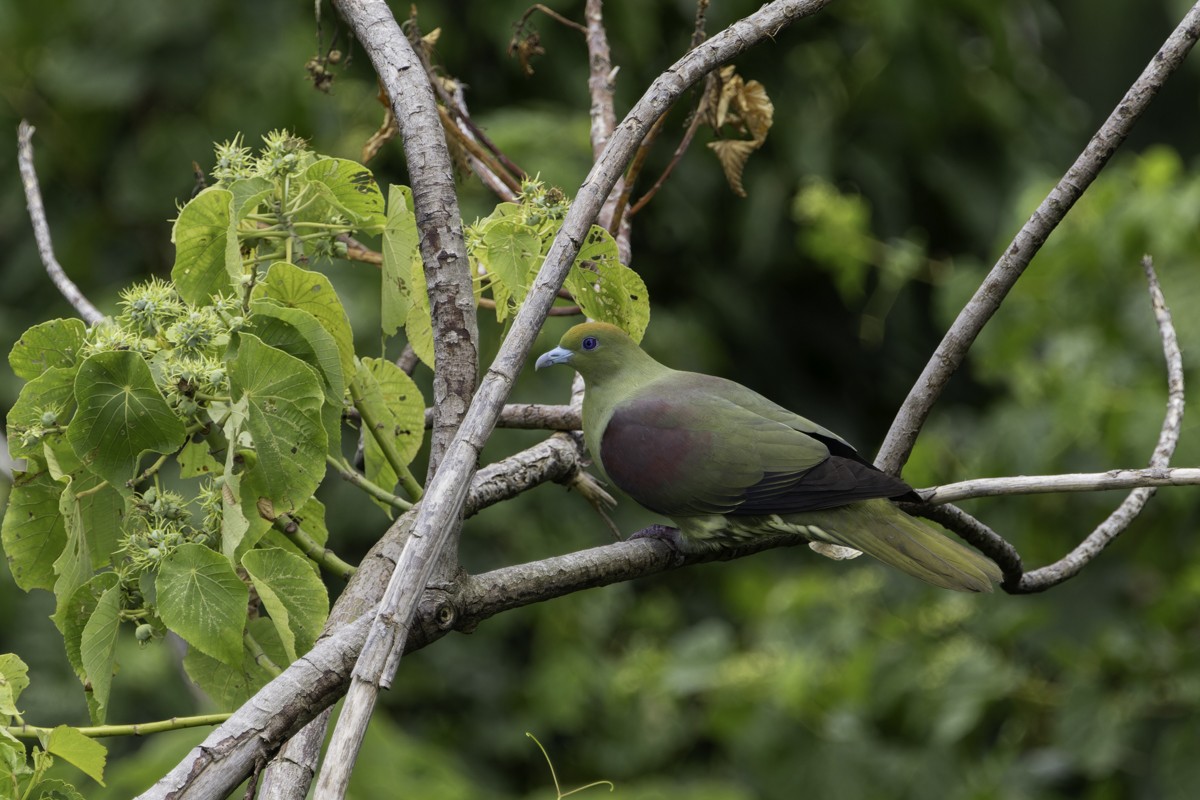 Whistling Green-Pigeon - ML620597453