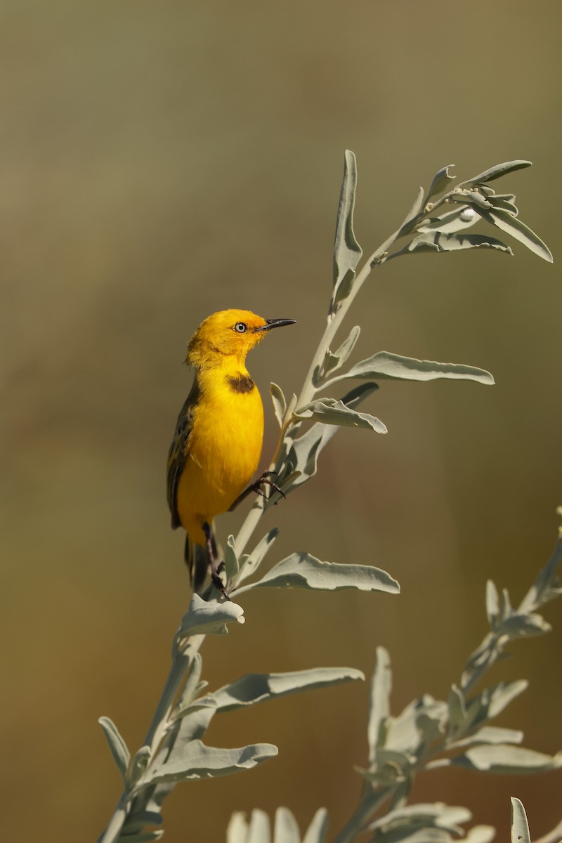 Yellow Chat - Marc Gardner