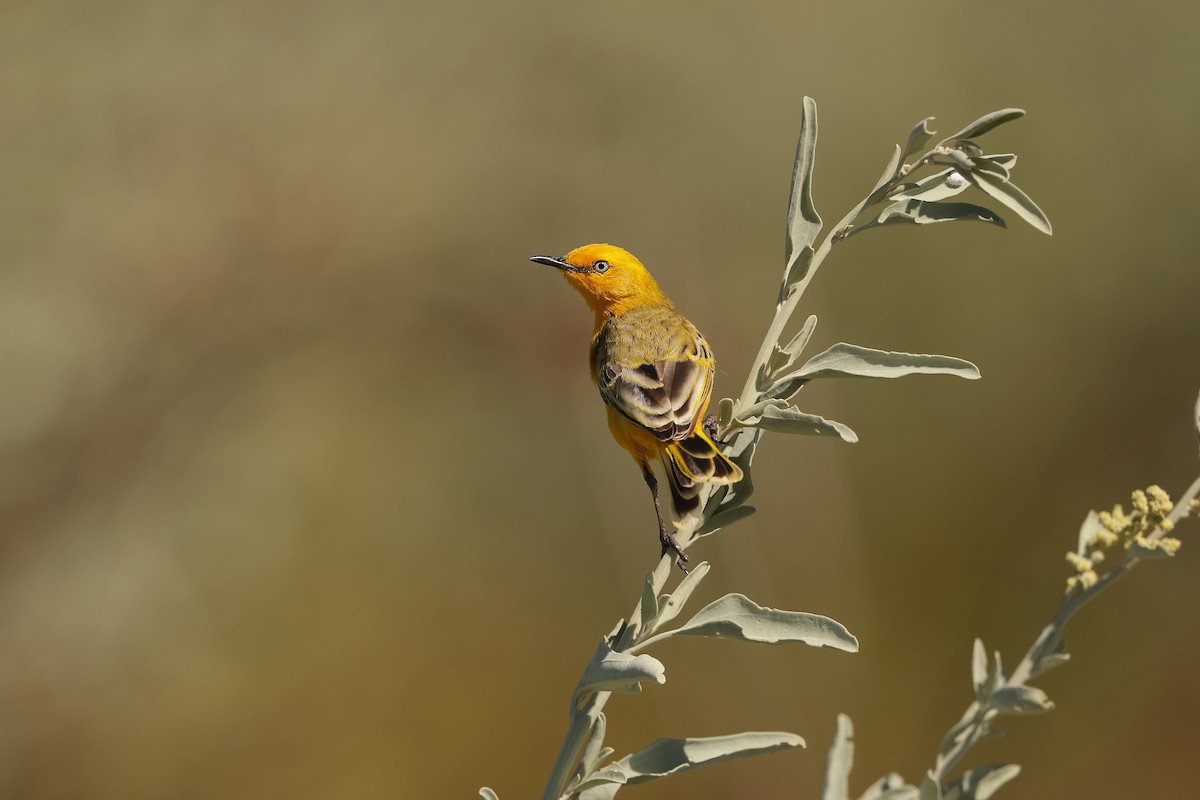 Yellow Chat - Marc Gardner