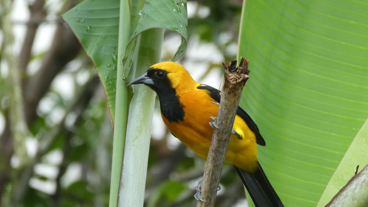 Yellow-backed Oriole - ML620597459