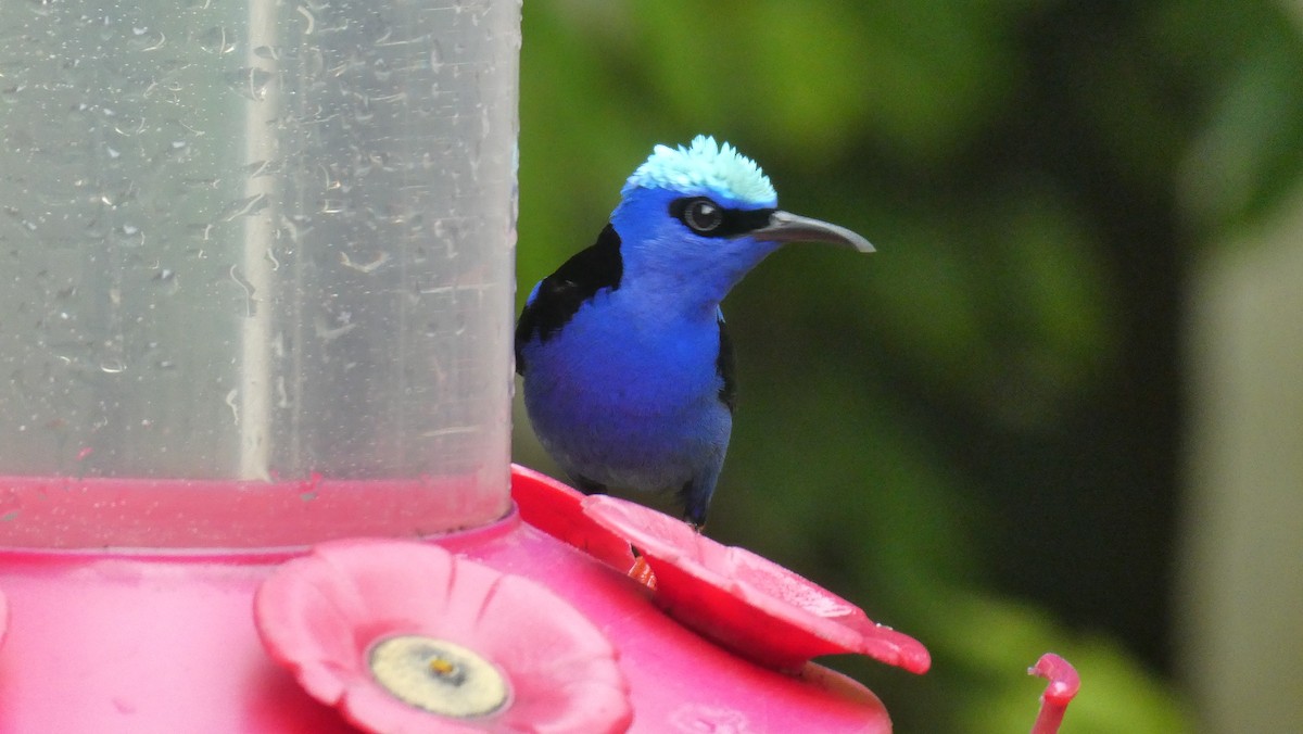 Red-legged Honeycreeper - ML620597463