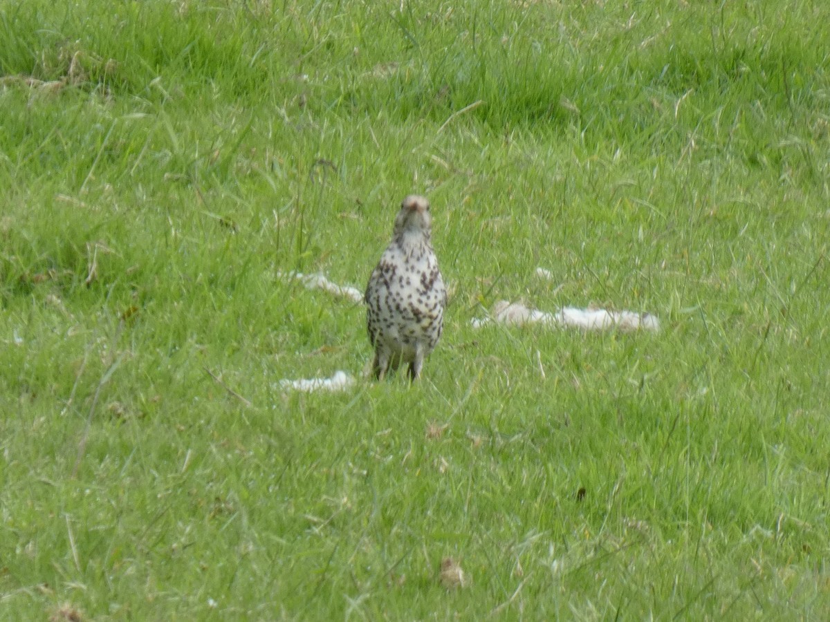 Mistle Thrush - ML620597466