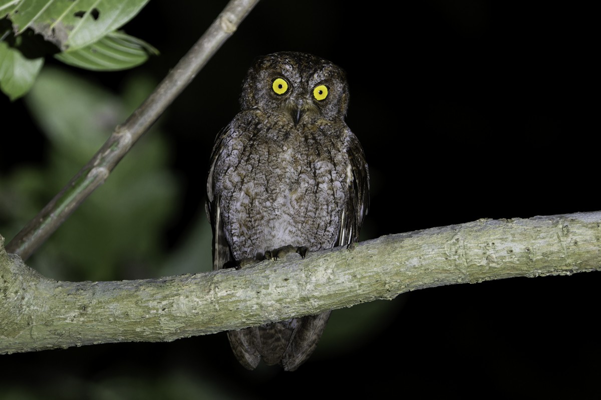 Ryukyu Scops-Owl - Raphael Lebrun