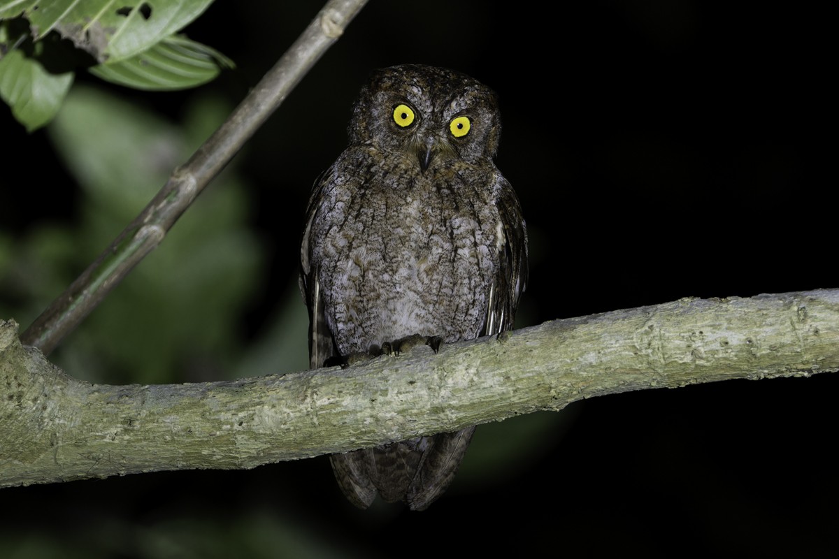 Ryukyu Scops-Owl - ML620597469