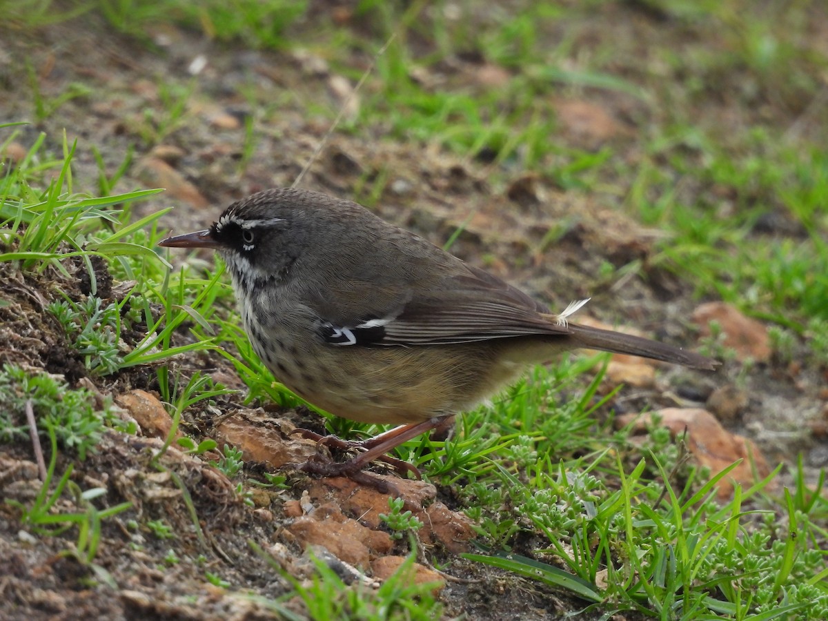 Spotted Scrubwren - ML620597472