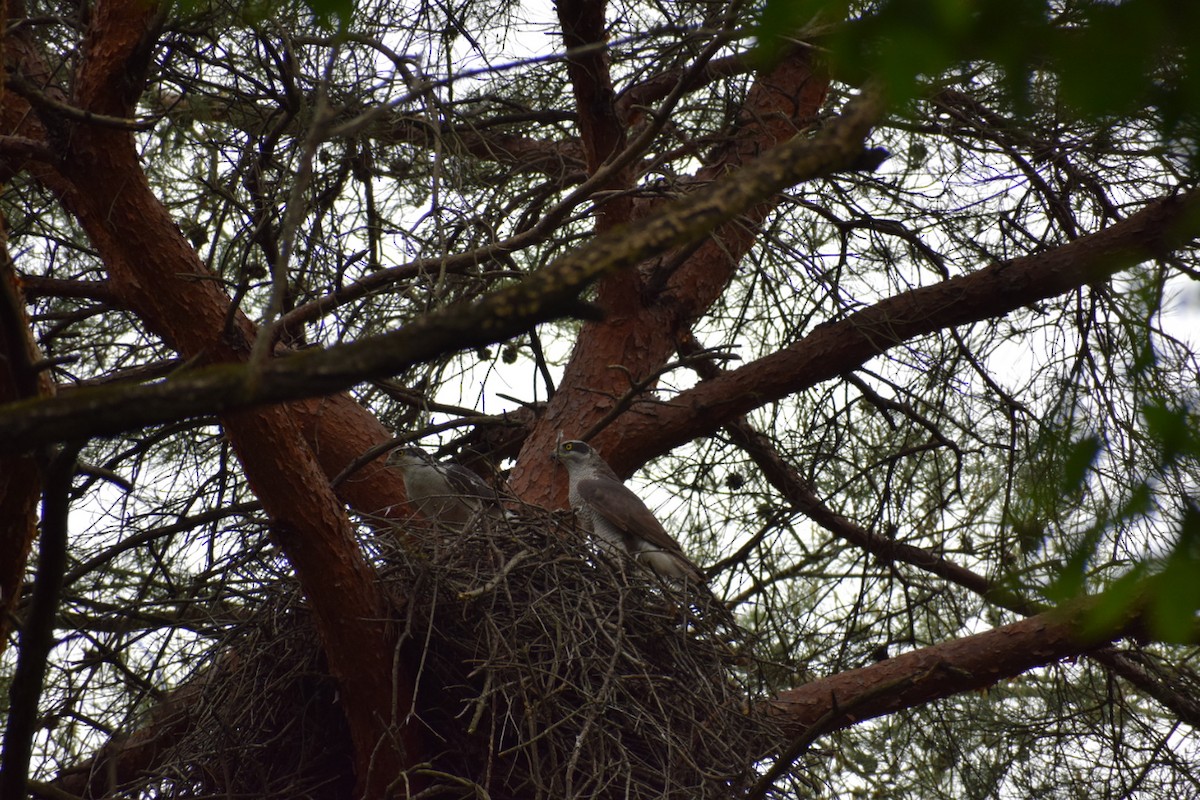 Eurasian Goshawk - ML620597474