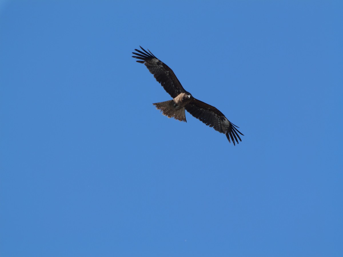 Black Kite - ML620597481