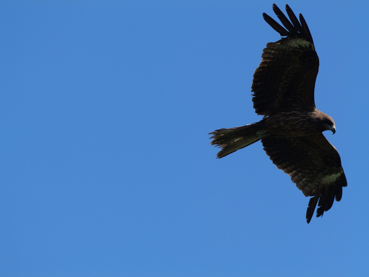 Black Kite - ML620597482