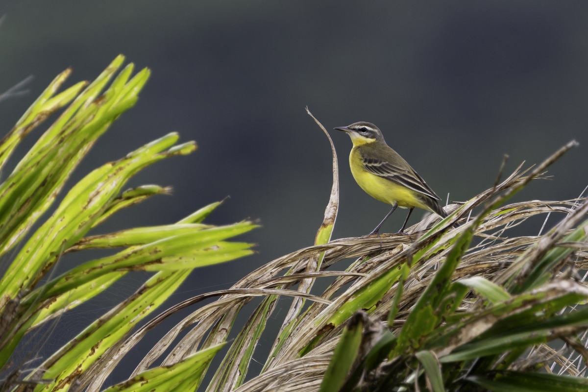 Eastern Yellow Wagtail - ML620597485