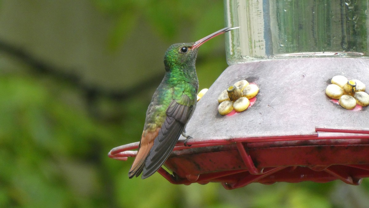 Rufous-tailed Hummingbird - ML620597488