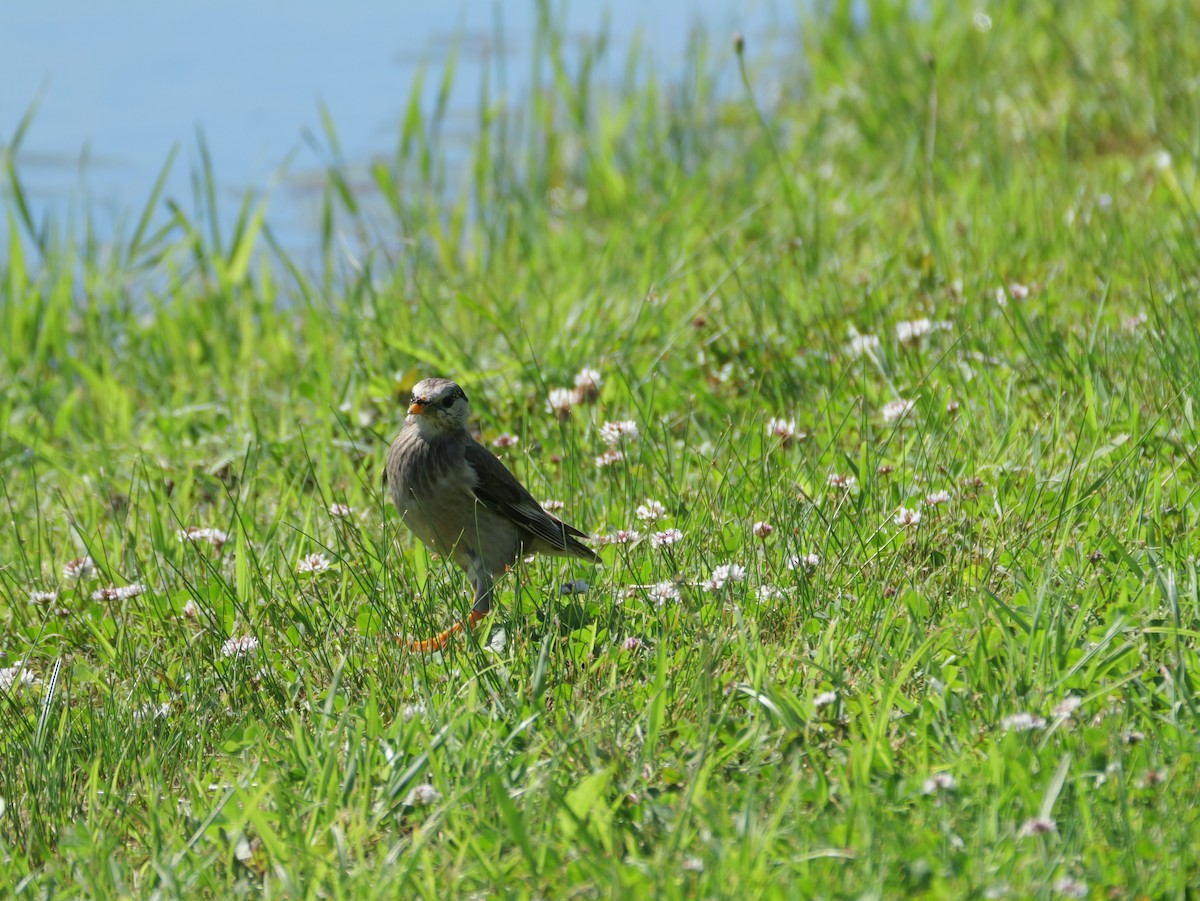 White-cheeked Starling - ML620597490