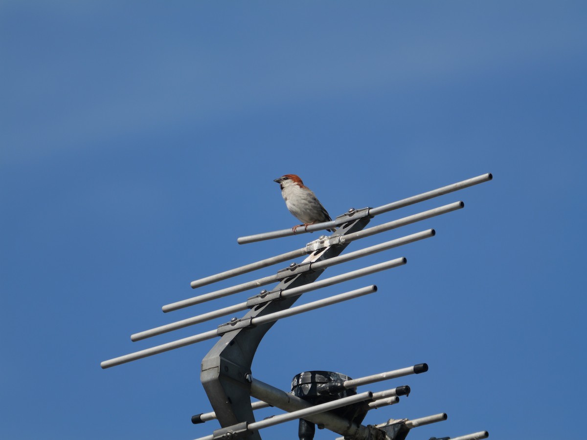 Eurasian Tree Sparrow - ML620597491