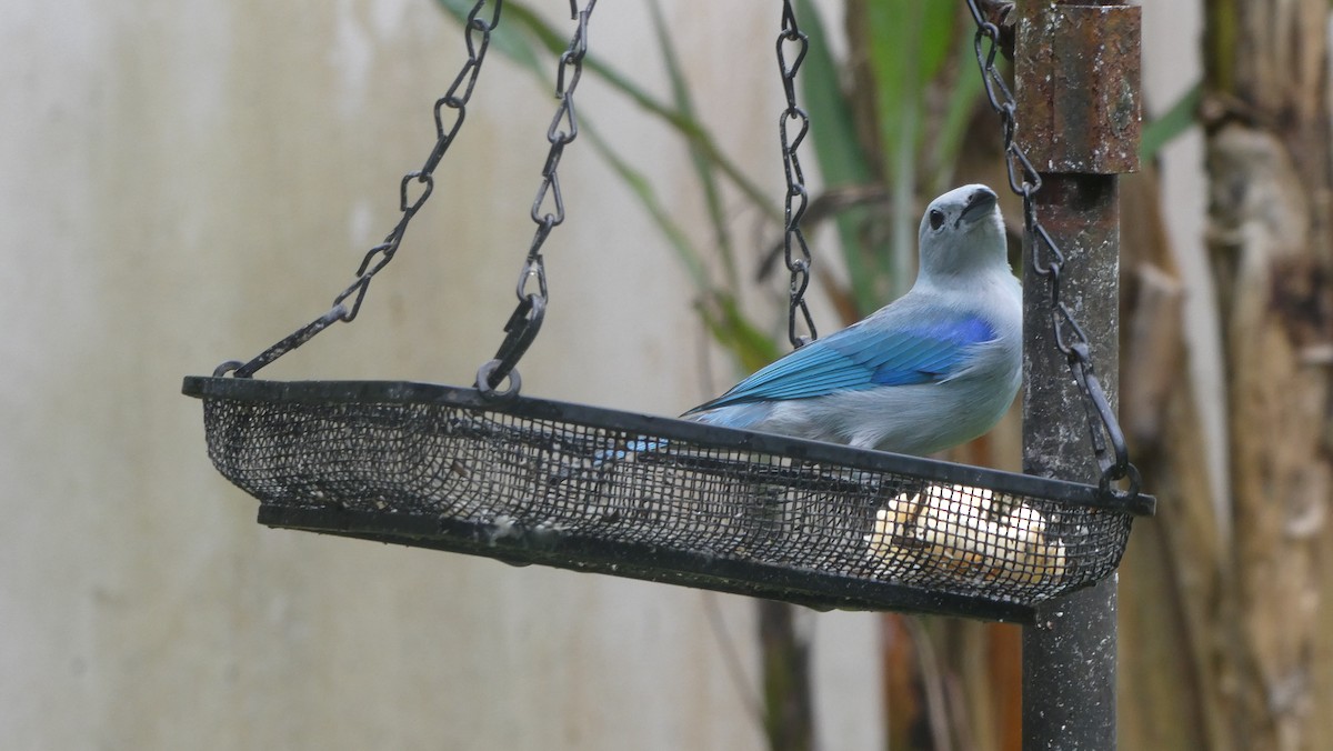 Blue-gray Tanager - ML620597495