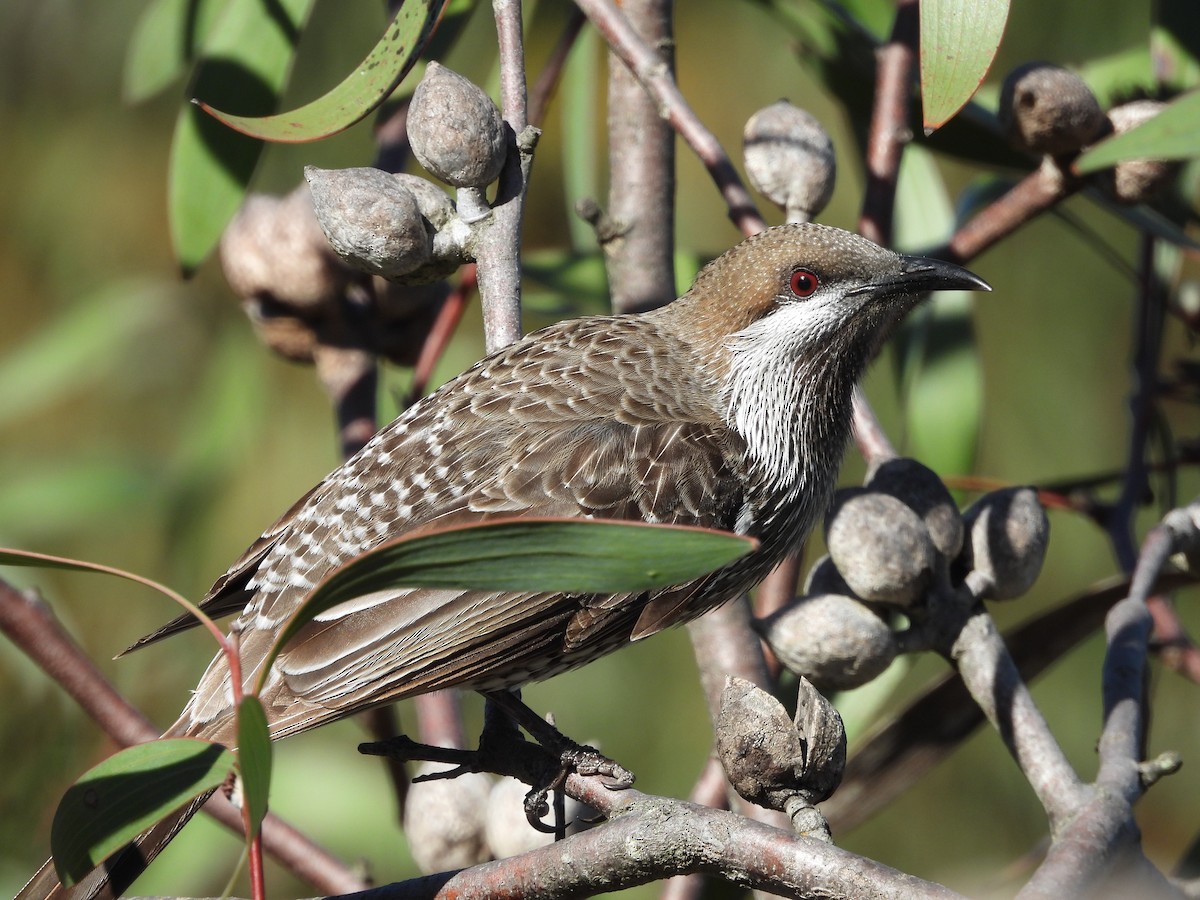 Western Wattlebird - Chanith Wijeratne