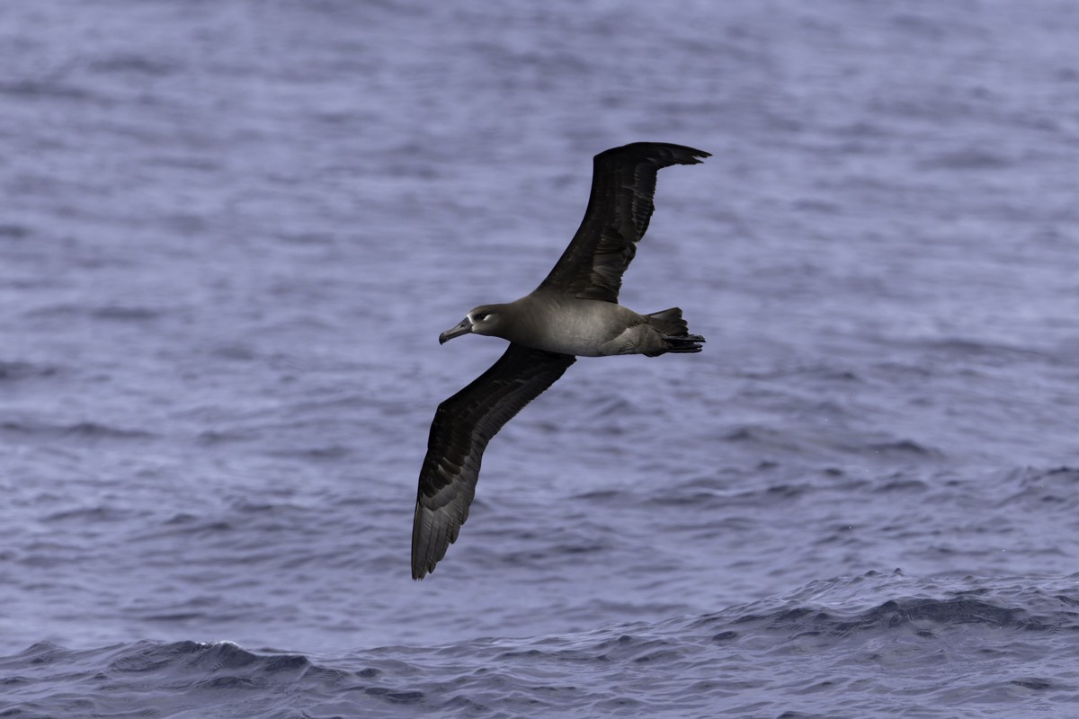 Black-footed Albatross - Raphael Lebrun
