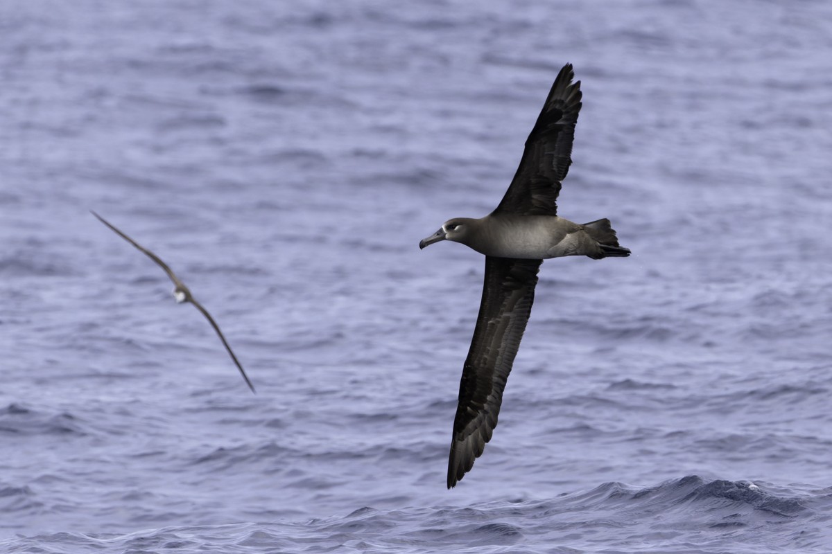 Black-footed Albatross - ML620597509