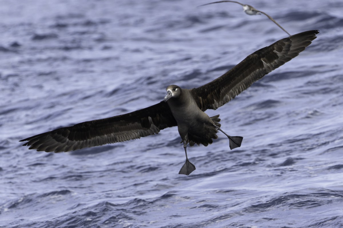 Black-footed Albatross - ML620597510