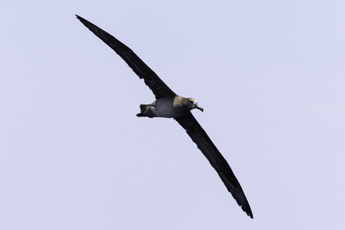 Black-footed Albatross - ML620597511