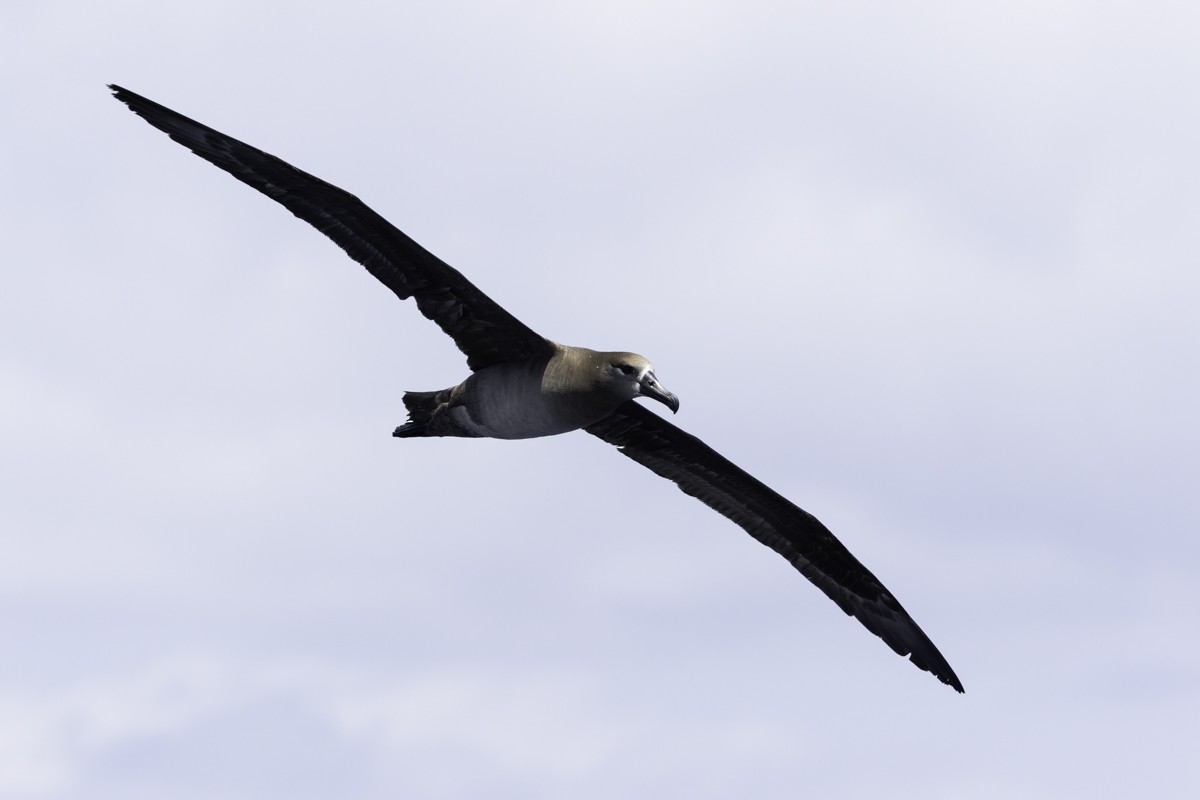 Black-footed Albatross - ML620597512