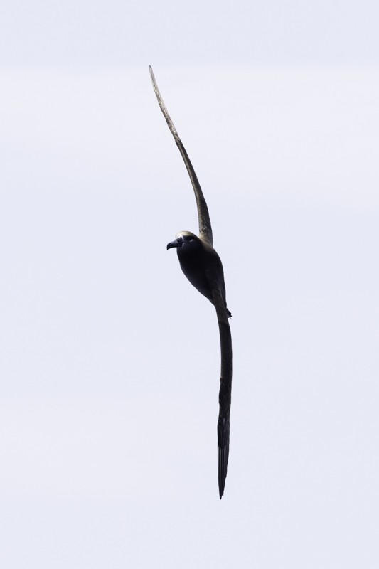 Black-footed Albatross - ML620597513