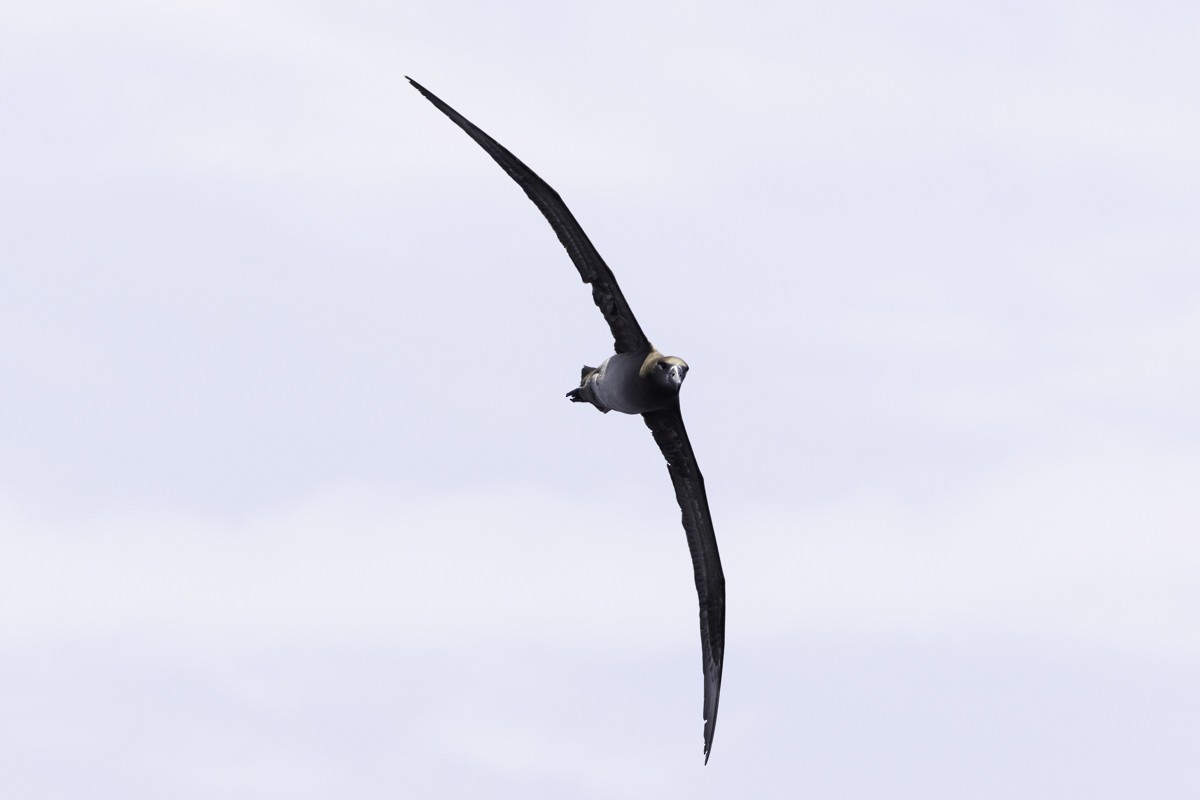 Black-footed Albatross - Raphael Lebrun