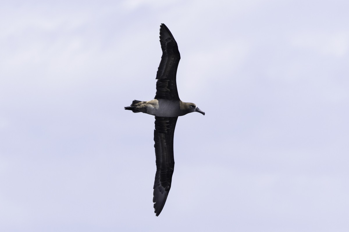 Black-footed Albatross - ML620597515