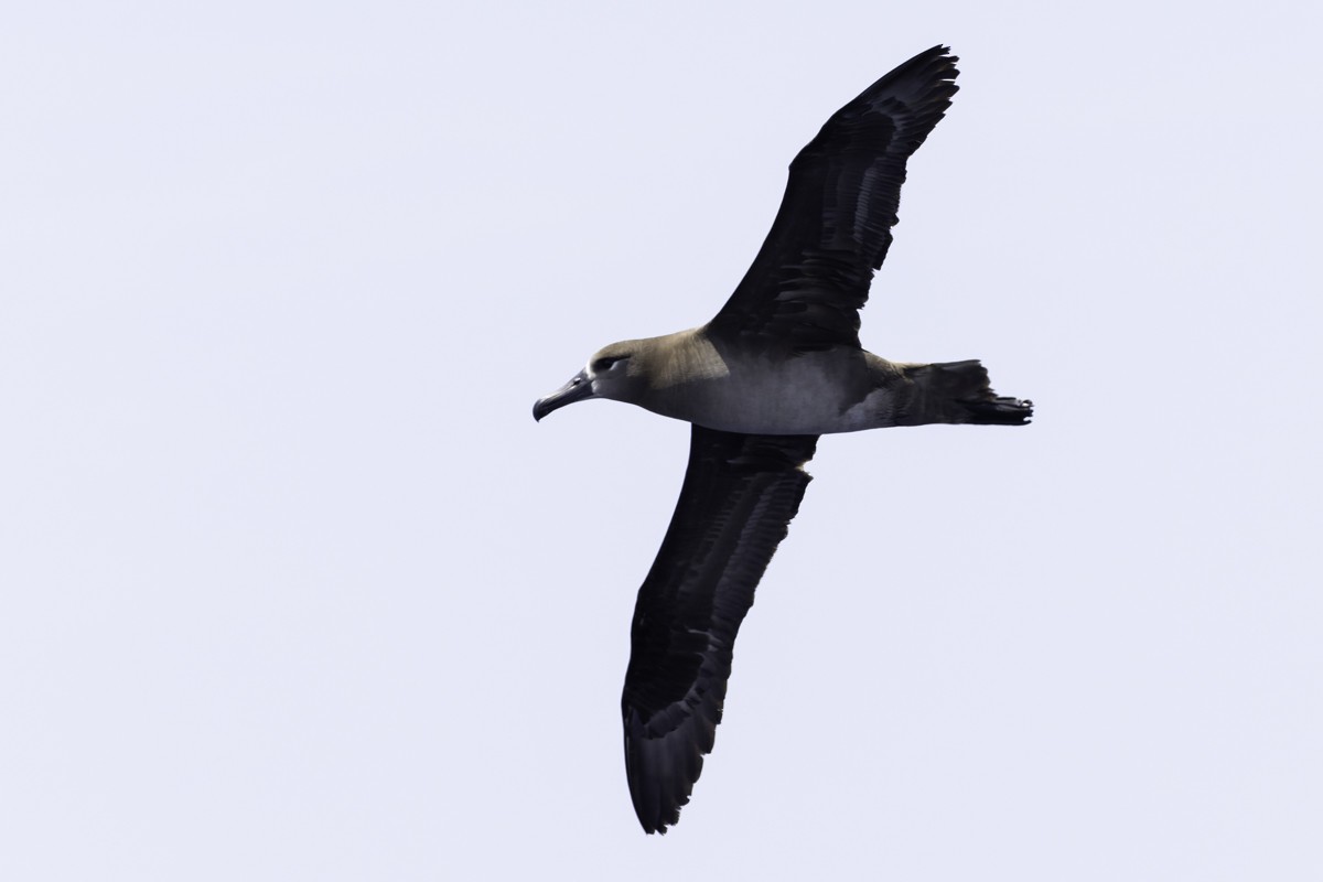 Black-footed Albatross - Raphael Lebrun