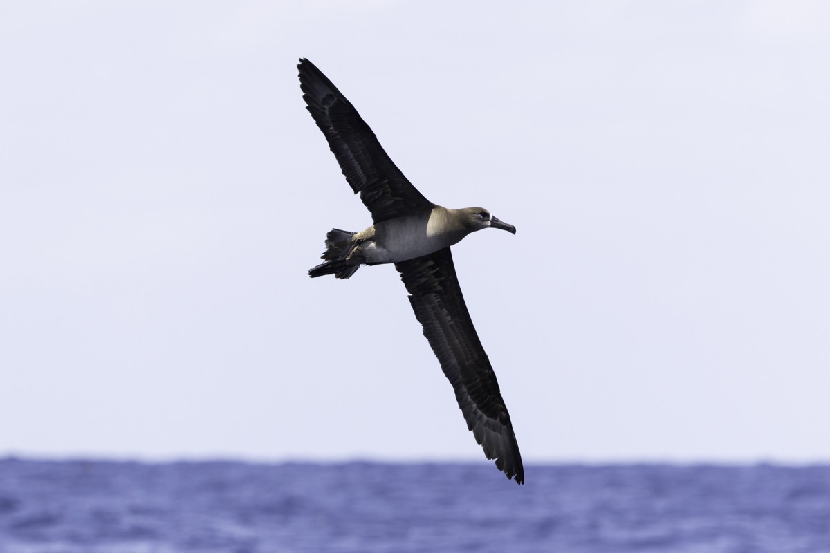 Black-footed Albatross - ML620597517