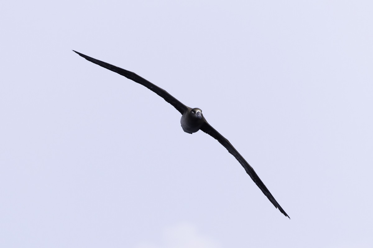 Black-footed Albatross - ML620597518