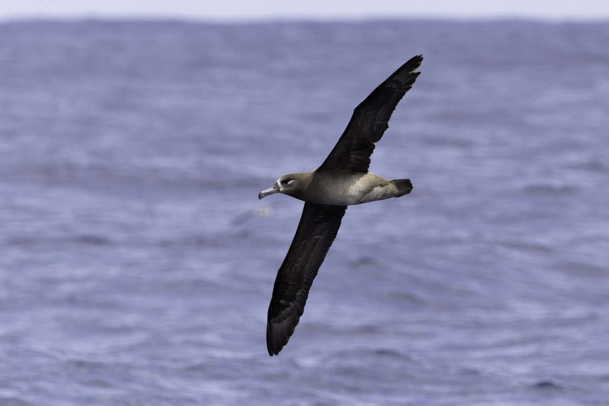 Black-footed Albatross - ML620597519