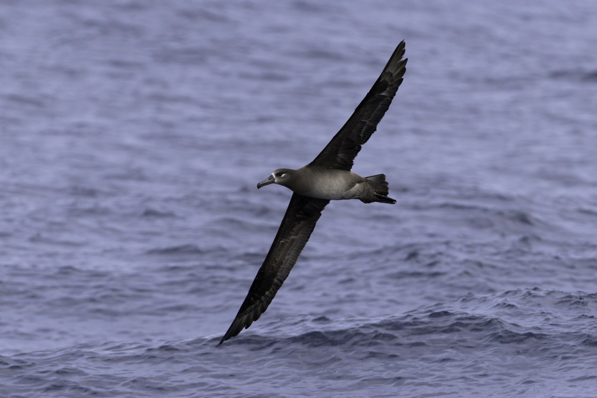 Black-footed Albatross - ML620597520