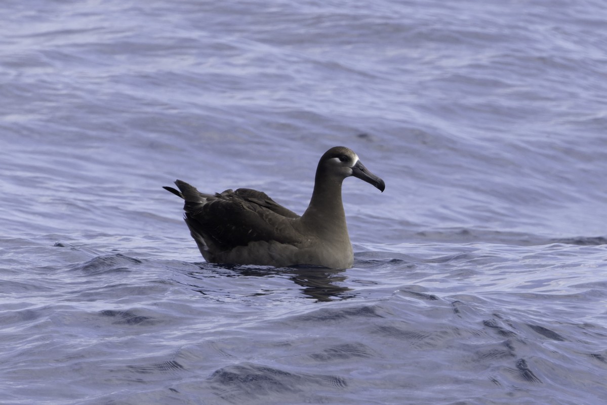 Black-footed Albatross - ML620597521