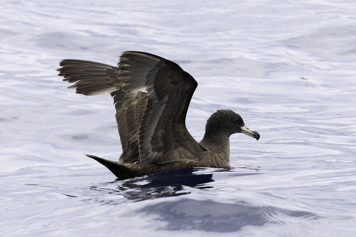 Flesh-footed Shearwater - ML620597522