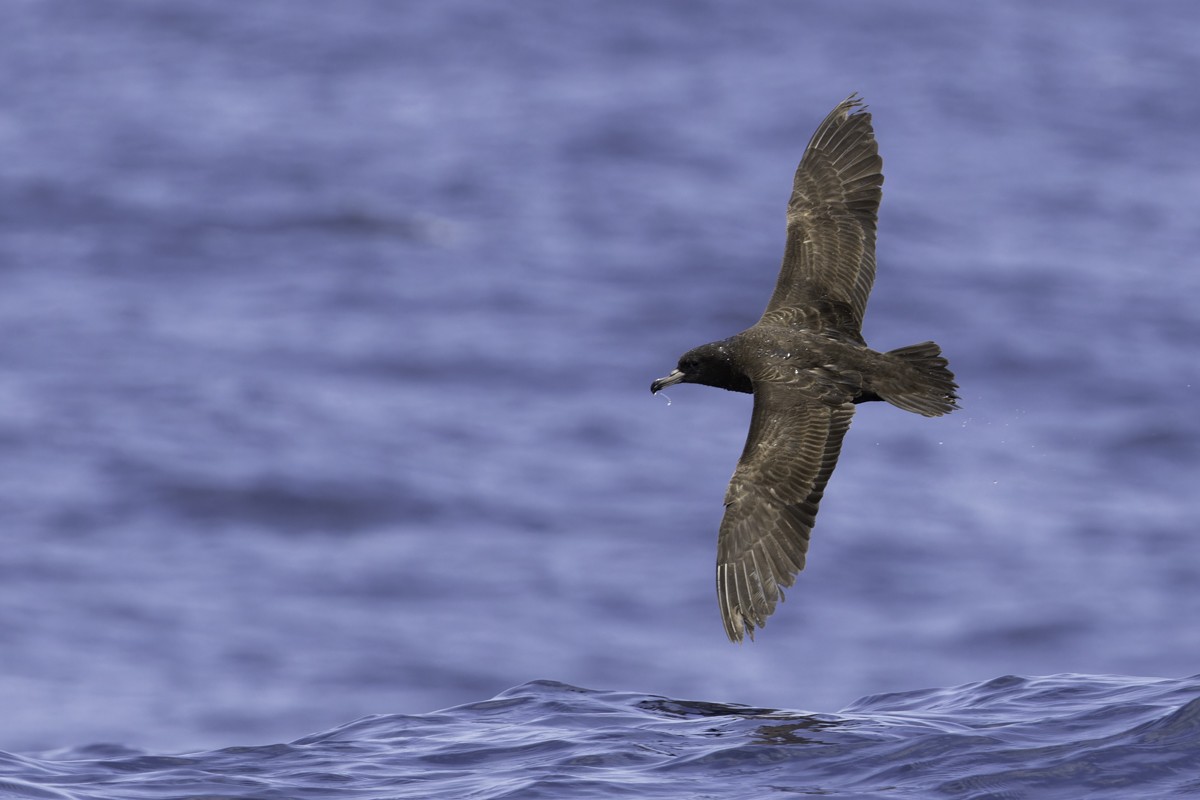 Flesh-footed Shearwater - ML620597524