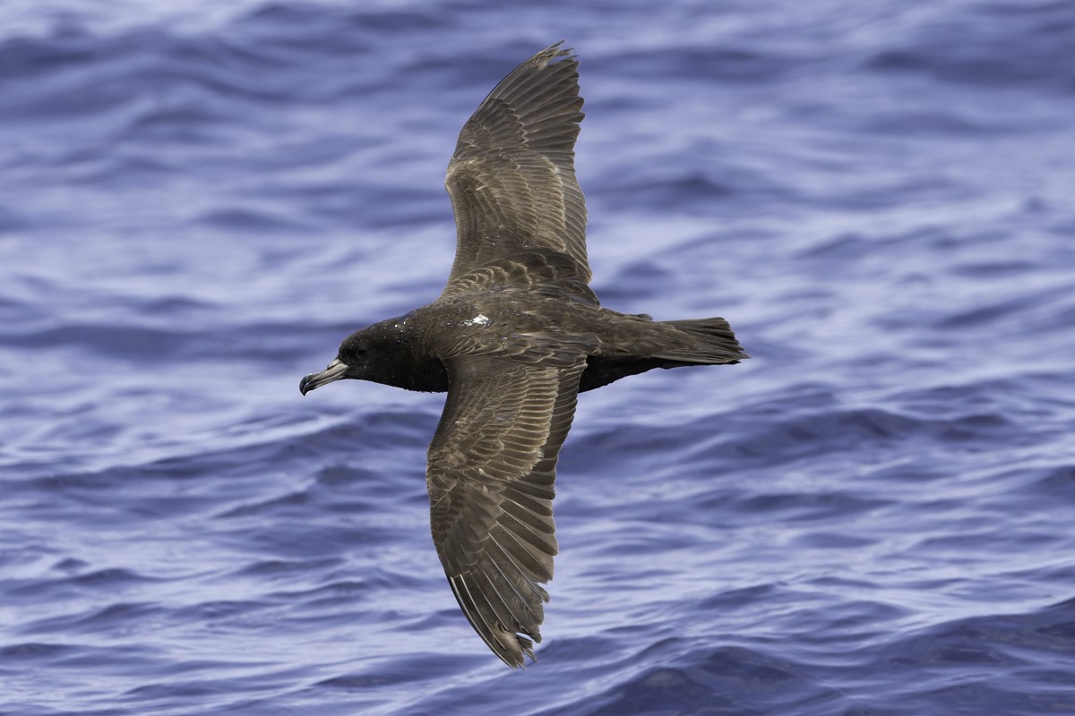 Flesh-footed Shearwater - ML620597525
