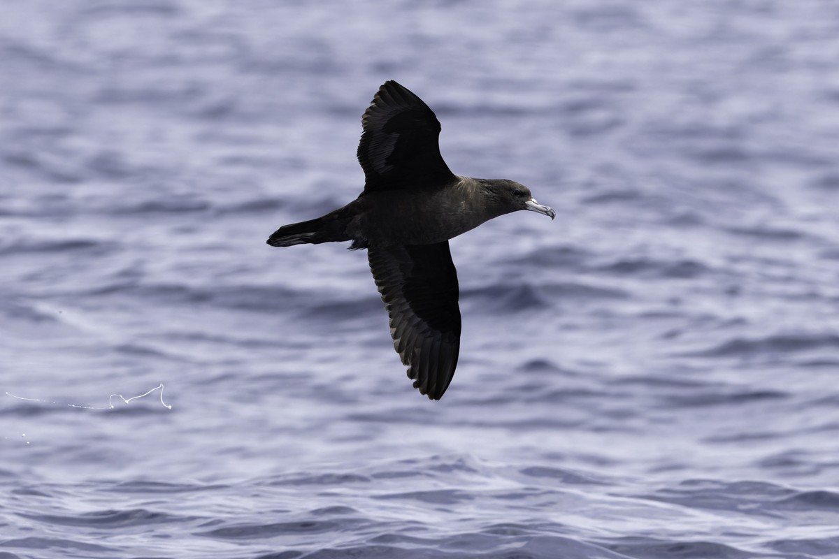 Flesh-footed Shearwater - ML620597526