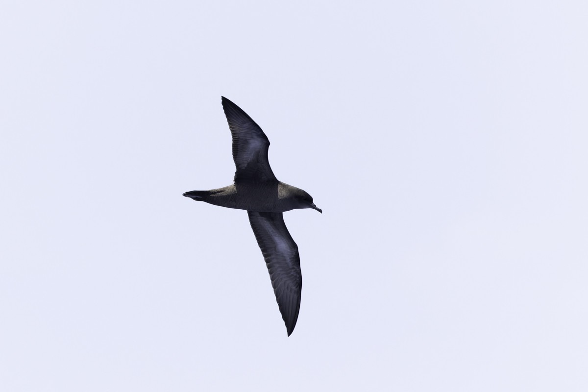 Short-tailed Shearwater - ML620597529