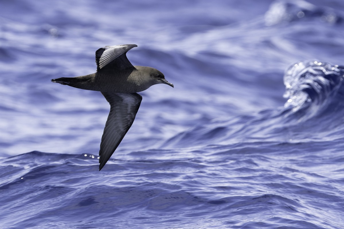 Puffin à bec grêle - ML620597531