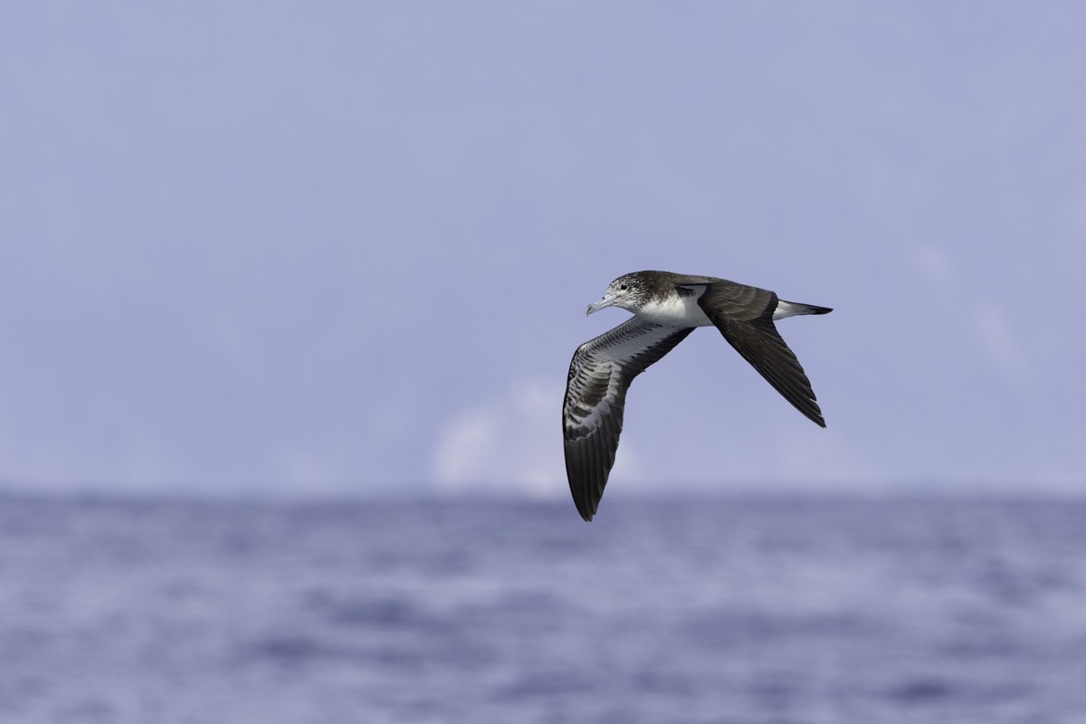 Streaked Shearwater - Raphael Lebrun